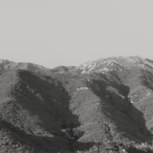 Chaparral above Mission Canyon, Santa Ynez Mountains