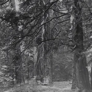 Incense cedar and Big cone spruce in canyon below Alamar Saddle
