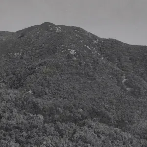 Chaparral covered slopes of Santa Ynez Mountains, dominated by Ceanothus megacarpus. On Cold Springs trail near Gibralter Road.