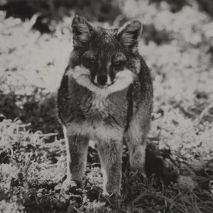 Santa Cruz Island Fox, Channel Island Fox, Urocyon littoralis, © Steve Junak