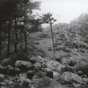 Canada de La Mina, Cedros Island