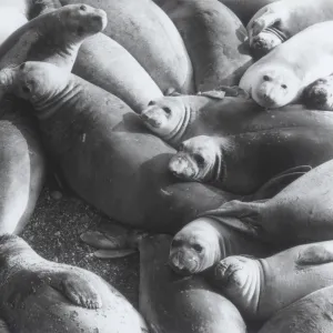 Elephant Seals, East San Benito Island, © Steve Junak