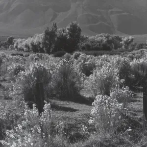 Desert shrubs in autumn, near Bishop, Sierra Foothills
