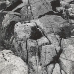 Diplacus aridus in crevices of granite boulders