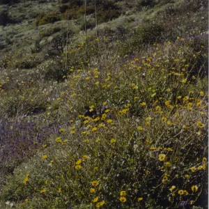 wildflowers after the Marre Fire