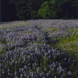field of Lupinus nanus © 1997 Stuart Wilson