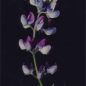 Lupinus nanus inflorescence © 1997 Stuart Wilson