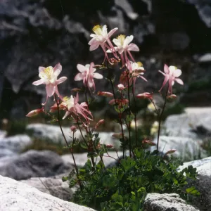 Aquilegia pubescens © 1997 Stuart Wilson