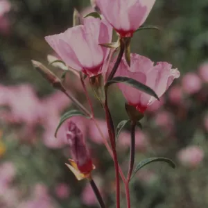 Clarkia © 1997 Stuart Wilson