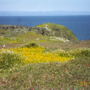 Seagulls nesting on Anacapa Island