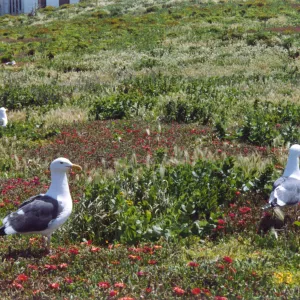 Seagulls on Anacapa Island