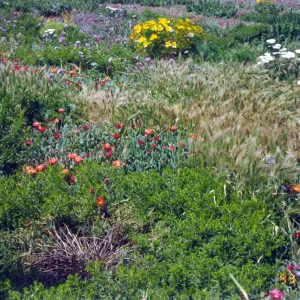 spring wildflowers on Anacapa Island