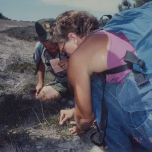Steve Junak examines a plant on Santa Rosa Island with ranger Bill Faulkner