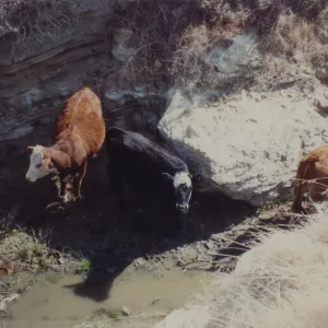 Cattle, Santa Rosa Island