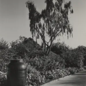 Weeping Acacia (Acacia pendula)