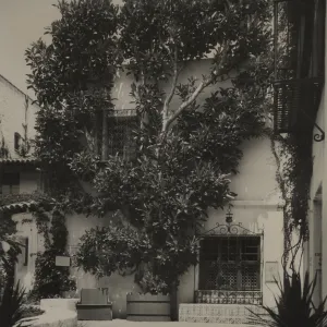Espaliered morton Bay Fig Tree, © Josef Muench