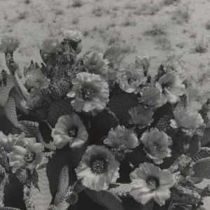 flowering cactus, Opuntia (Prickly-pear), ï¿½ Josef Muench