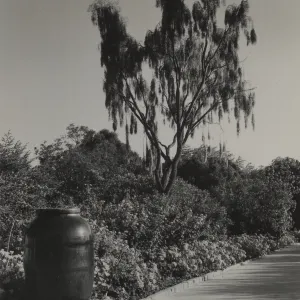 Weeping Acacia (Acacia pendula), © Josef Muench