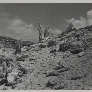 Caliche forest of petrified sand castings, San Miguel Island