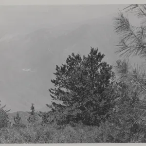 Cypress tree on Zaca Ridge above Manzana Creek