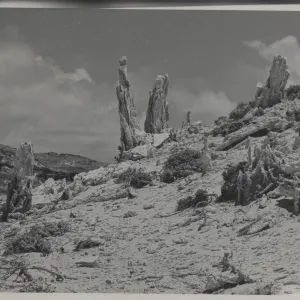 Caliche casts of vegetation (tree trunks?) stand as remnants about dunes on San Miguel Island