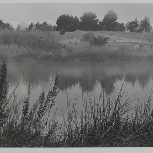 Lake Los Carneros, 'Freshwater marsh near Goleta in contemporary setting, surrounded by california Bulrush (Scirpus californicus)'