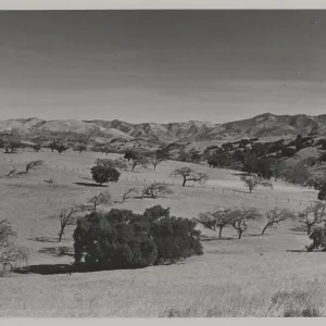 'Foothill woodland-savanna east of Los Alamos, with Coast Live Oak and the deciduous Valley Oak'