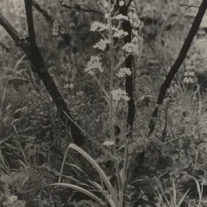 'Native vegetation is stimulated after a burn', Chaparral Zigadenus in flower