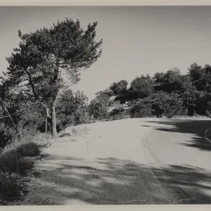 'Closed-cone pine forest, with Bishop Pine and forms of the Santa cruz Island pine at summit of the Purisima Hills north of Lompoc'