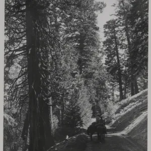 'Giand Incense-Cedar, White Fir, Sugar and Jeffrey pines alongfireroad on north side of Big Pine Mountain near summit'