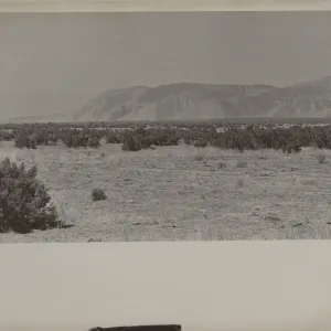 'Iodine Bush (Allenrolfea) on flats of cattle range southeast of Caliente Mountain in lower Cuyama Valley'