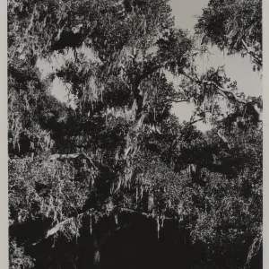 oak with lace lichen, Ramalina menziesii
