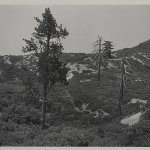pines and chaparral, Monte Arido