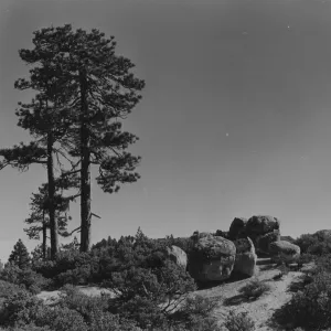 Pinus ponderosa scattered at summit of Coche Trail on San Rafael Mountains