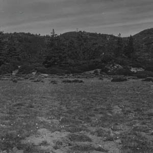 Mission Pine Basin