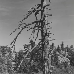 dead tree snag, Mission Pine Mountain