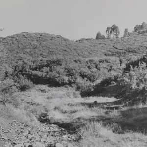 edge of Mission Pine Basin