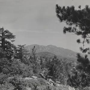 Coniferous forest on south side of ridge east of San Rafael Mountain (Mission Pine Mountain), looking over Mission Pine Basin