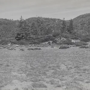 Mission Pine Basin