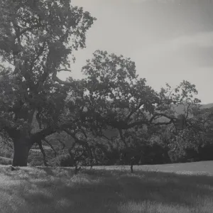 Santa Ynez Valley(?)
