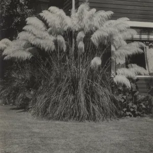 Pampas Grass next to house