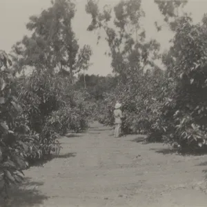 Historic photo of Hay Hill, Torocado Ranch avocado orchard