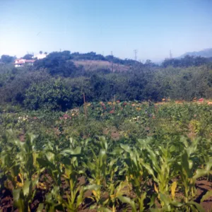 Historic photo of Hay Hill