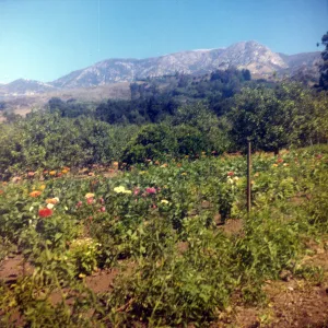 Historic photo of Hay Hill