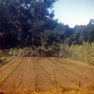 Historic photo of Hay Hill