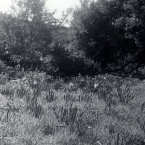 Historic photo of Hay Hill