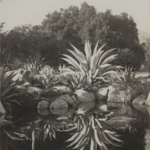 Blakesly Garden, pond