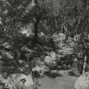 Arroyo, steps to Historic Ceanothus Trail