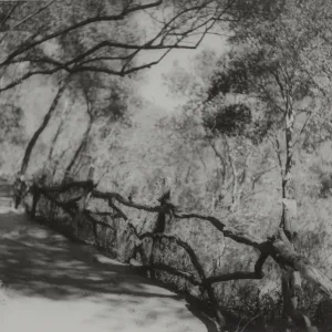 Ceanothus branch fence in Canyon