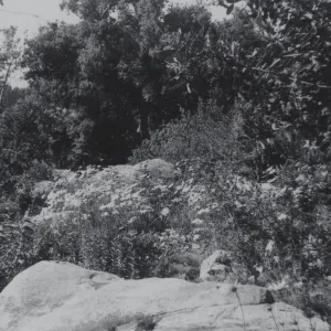 Ceanothus Section, 1969
